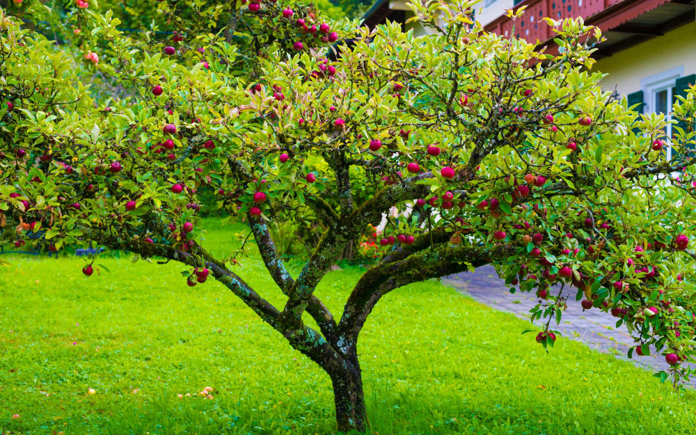 arbre à choisir pour un petit jardin